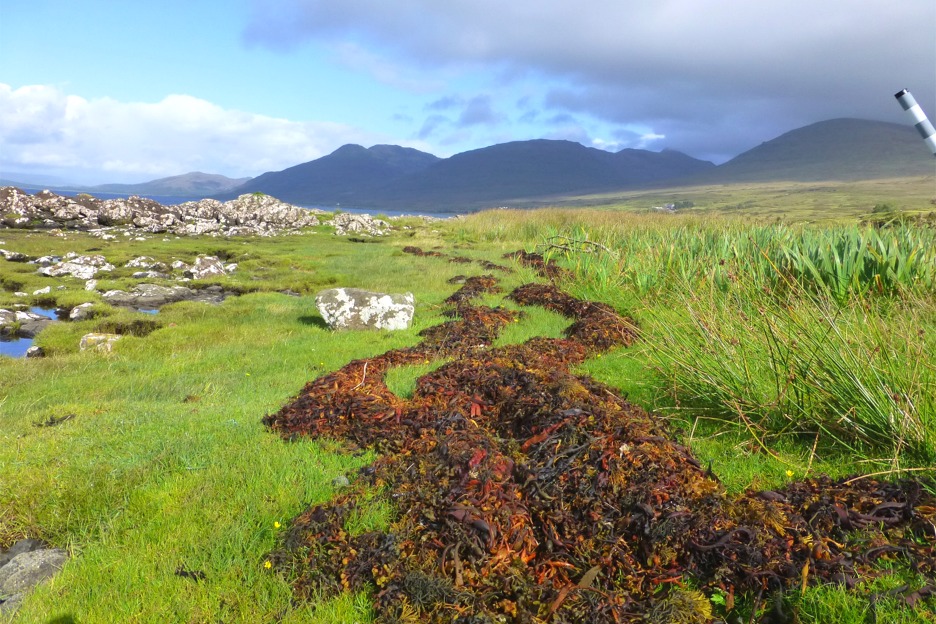 Seaweed at strandline